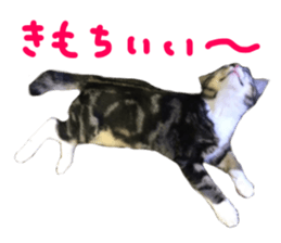 Cute cat,Rio-kun sticker #14939859