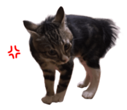 Cute cat,Rio-kun sticker #14939860