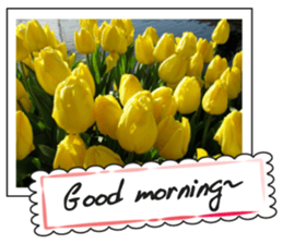 Beautiful Holland sticker #14941234