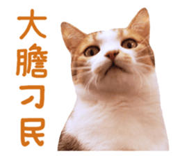 Mila Kitten sticker #14941928