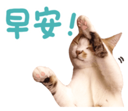 Mila Kitten sticker #14941931