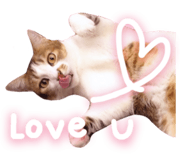 Mila Kitten sticker #14941932