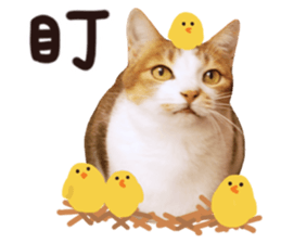 Mila Kitten sticker #14941933