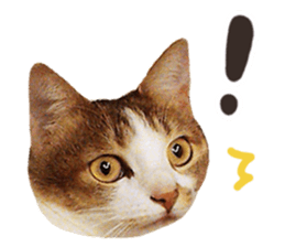 Mila Kitten sticker #14941934