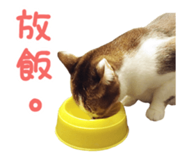 Mila Kitten sticker #14941937