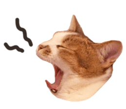 Mila Kitten sticker #14941939