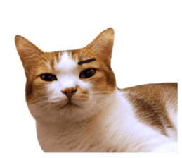 Mila Kitten sticker #14941941