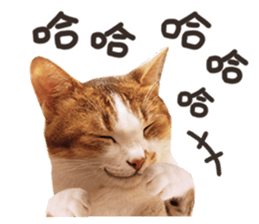 Mila Kitten sticker #14941944