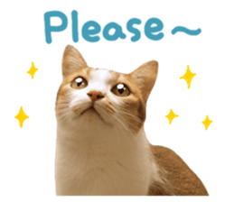 Mila Kitten sticker #14941945