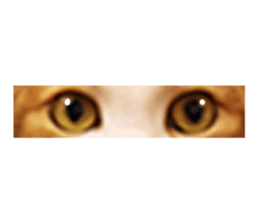 Mila Kitten sticker #14941951