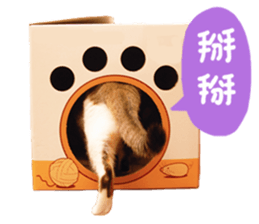 Mila Kitten sticker #14941952