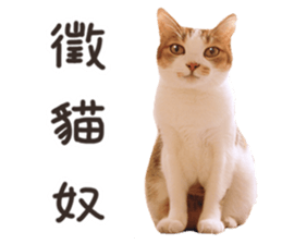 Mila Kitten sticker #14941953