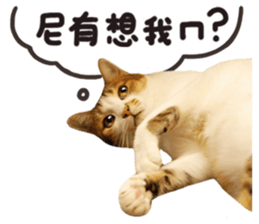 Mila Kitten sticker #14941955