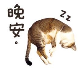 Mila Kitten sticker #14941956