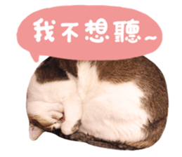 Mila Kitten sticker #14941957