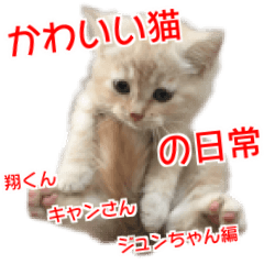 Cute cats everyday,Photo Ver