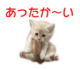 Cute cats everyday,Photo Ver sticker #14943998