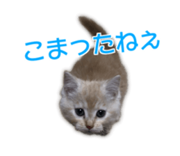 Cute cats everyday,Photo Ver sticker #14944000