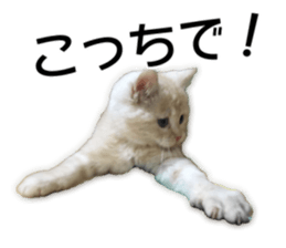 Cute cats everyday,Photo Ver sticker #14944001