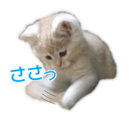 Cute cats everyday,Photo Ver sticker #14944002