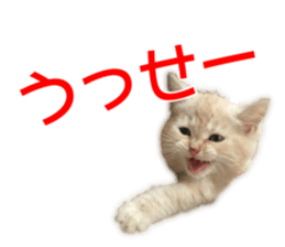 Cute cats everyday,Photo Ver sticker #14944003