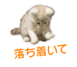 Cute cats everyday,Photo Ver sticker #14944004