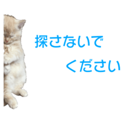 Cute cats everyday,Photo Ver sticker #14944005