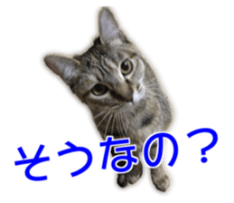 Cute cats everyday,Photo Ver sticker #14944006