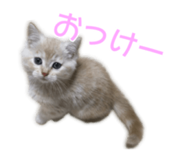 Cute cats everyday,Photo Ver sticker #14944007