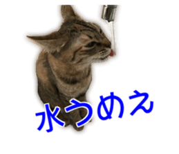 Cute cats everyday,Photo Ver sticker #14944008