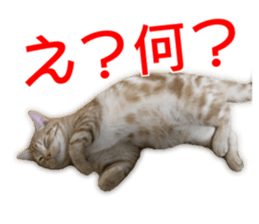 Cute cats everyday,Photo Ver sticker #14944009