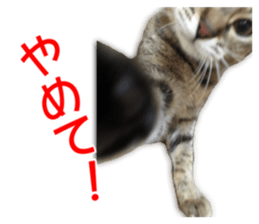 Cute cats everyday,Photo Ver sticker #14944012