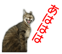 Cute cats everyday,Photo Ver sticker #14944013