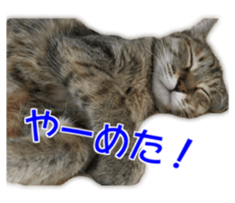 Cute cats everyday,Photo Ver sticker #14944014