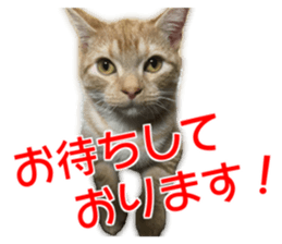 Cute cats everyday,Photo Ver sticker #14944015