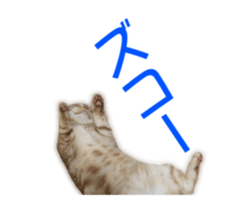 Cute cats everyday,Photo Ver sticker #14944016