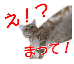 Cute cats everyday,Photo Ver sticker #14944017