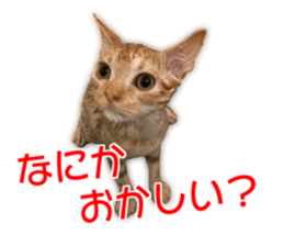 Cute cats everyday,Photo Ver sticker #14944019