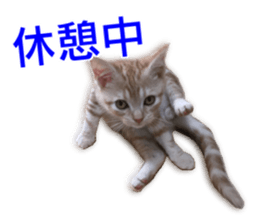 Cute cats everyday,Photo Ver sticker #14944020