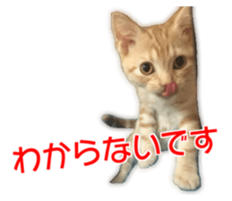 Cute cats everyday,Photo Ver sticker #14944021