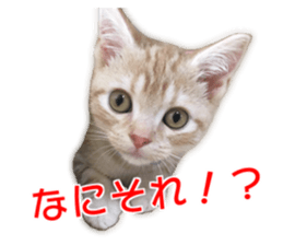 Cute cats everyday,Photo Ver sticker #14944022