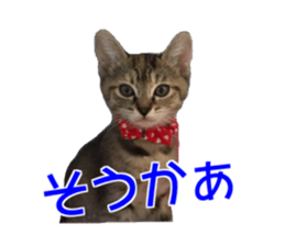 Cute cats everyday,Photo Ver sticker #14944023