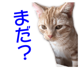 Cute cats everyday,Photo Ver sticker #14944025