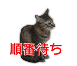 Cute cats everyday,Photo Ver sticker #14944026