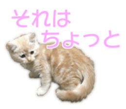 Cute cats everyday,Photo Ver sticker #14944027