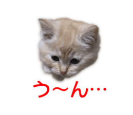 Cute cats everyday,Photo Ver sticker #14944028