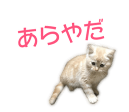 Cute cats everyday,Photo Ver sticker #14944029