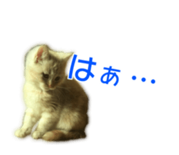 Cute cats everyday,Photo Ver sticker #14944030