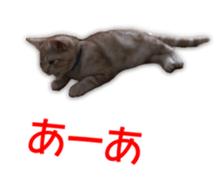 Cute cats everyday,Photo Ver sticker #14944031