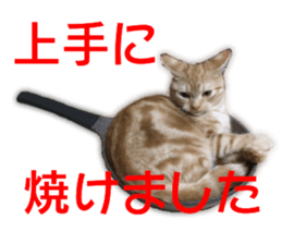 Cute cats everyday,Photo Ver sticker #14944032